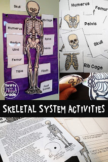 Learn all about the skeletal system with these activities! Students will put together a skeleton, read an article and answer questions, plus will learn bones! You can use the flashcards as an interactive pocket chart, or as a matching game!